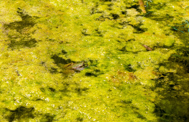green frog sits in mud in a swamp close-up