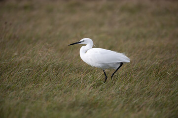 Fototapeta premium Egretta garzetta - Little Egret - Aigrette garzette