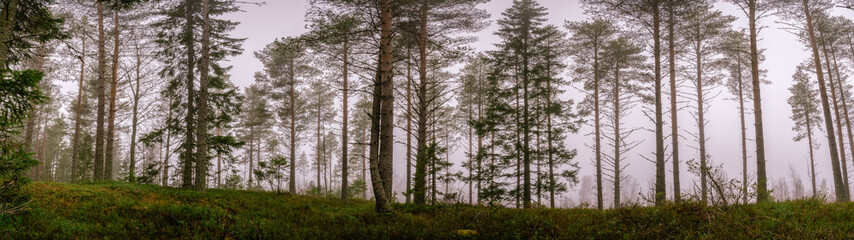 Fototapeta na wymiar Scenic very wide panorama view on early spring or late autumn pine tree forest edge. Quite dark foggy morning. Northern Sweden