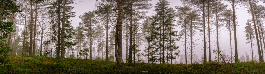 Fototapeta premium Scenic very wide panorama view on early spring or late autumn pine tree forest edge. Quite dark foggy morning. Northern Sweden