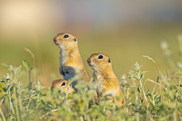 Anatolian Souslik-Ground Squirrel (Spermophilus xanthoprymnus) family among the grasses.