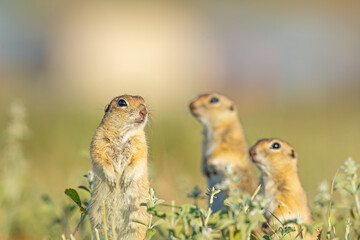 Naklejka na ściany i meble Anatolian Souslik-Ground Squirrel (Spermophilus xanthoprymnus) family among the grasses.