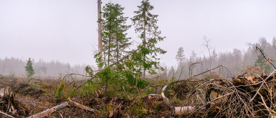 Close up on panorama view at large clearing with a cut down forest, foggy pine tree forest edge. New forest will be planted here, modern Swedish forestry