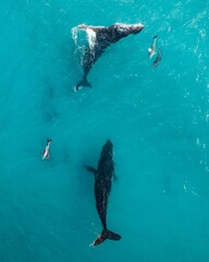 a group of humpback whales swim in the ocean next to another whale