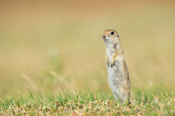 Standing Anatolian Souslik-Ground Squirrel (Spermophilus xanthoprymnus).