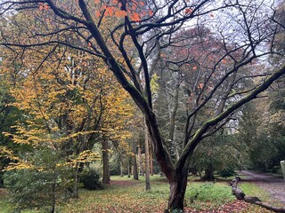 Fototapeta premium Beautiful Autumn nature landscape of species of trees at an arboretum in Norfolk East Anglia uk with the wood land leaves changing colour from green shades to orange yellow brown grow fresh grass 