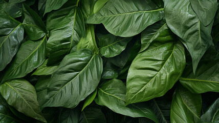 Fototapeta na wymiar green leaves texture. background for design.