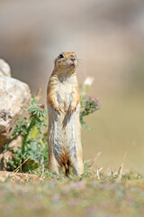 Naklejka na ściany i meble Anatolian Souslik-Ground Squirrel (Spermophilus xanthoprymnus) standing next to a rock.