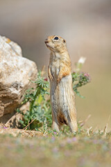 Anatolian Souslik-Ground Squirrel (Spermophilus xanthoprymnus) standing next to a rock.