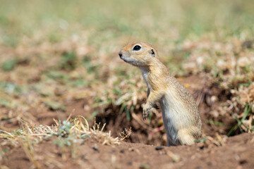 Naklejka na ściany i meble Anatolian Souslik-Ground Squirrel (Spermophilus xanthoprymnus) looking out of the nest.