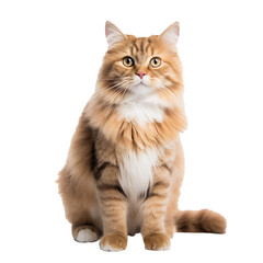 A Cat standing, full body, on transparent png. Ai generative.