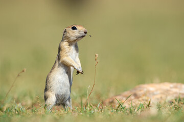 Naklejka na ściany i meble Standing Anatolian Souslik-Ground Squirrel (Spermophilus xanthoprymnus).