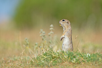 Standing Anatolian Souslik-Ground Squirrel (Spermophilus xanthoprymnus).