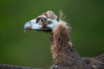 Portrait of Cinereous Vulture (Aegypius monachus) on green natural background.