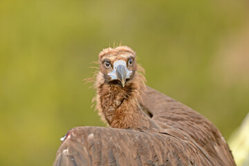 Fototapeta premium Portrait of Cinereous Vulture (Aegypius monachus) on yellow natural background.