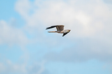 Montagu's harrier (Circus pygargus) male