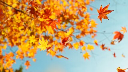 Red and orange autumn leaves on the branches against the background of the turquoise sky.