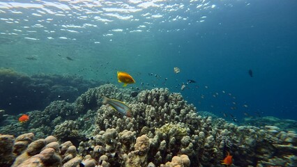 Coral Reef with Flock of Fish, Egypt.