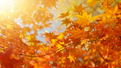 Red and orange autumn leaves on the branches against the background of the turquoise sky.