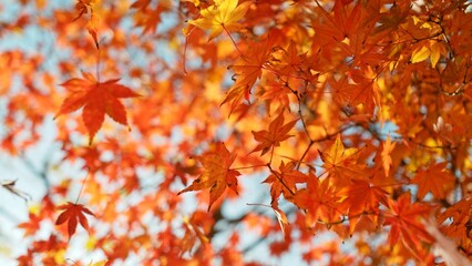 Red and orange autumn leaves on the branches against the background of the turquoise sky.