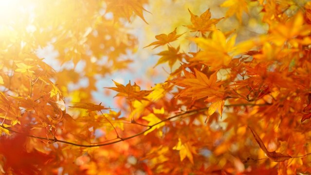 Red and orange autumn leaves on the branches against the background of the turquoise sky.