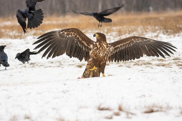 Close-up of the white-tailed eagle (Haliaeetus albicilla) - large brown-white eagle on snow in...