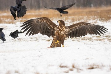 Close-up of the white-tailed eagle (Haliaeetus albicilla) - large brown-white eagle on snow in winter, spreading wings