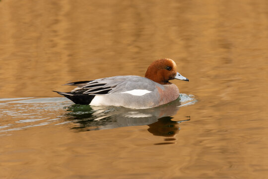 Close-up of the Eurasian wigeon (European wigeon, Mareca penelope) - a colorful duck in a pond
