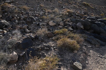 Birds in flight with the arrival of autumn