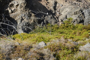 Birds in flight with the arrival of autumn