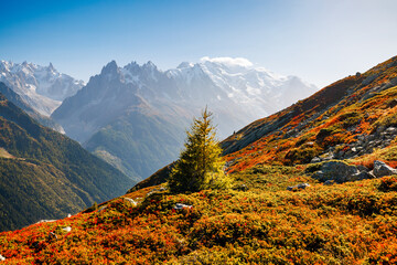 lone fir tree in front of mountains of Mont Blanc in autumn in Chamonix