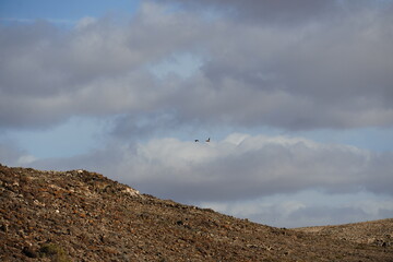 Birds in flight with the arrival of autumn