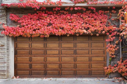 Wooden door of two-car garage of home surrounded by colorful red ivy leaves in fall