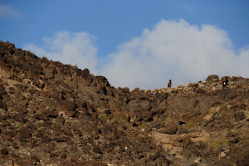 Birds in flight with the arrival of autumn