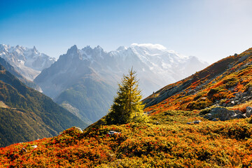 lone fir tree in front of mountains of Mont Blanc in autumn in Chamonix
