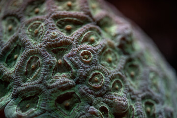 Closeup to coral in aquarium tank, abstract marine background