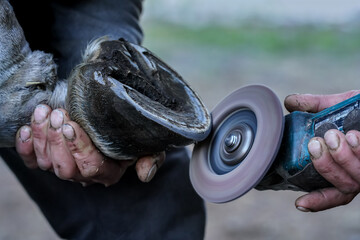 Farrier cleaning and brushing horse hoof with rotary grinder tool before installing new horseshoe,...