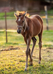 Naklejka na ściany i meble Brown Arabian horse foal walking over green grass field at ranch