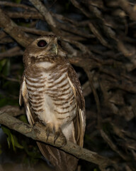 White-browed owl, Athene superciliaris, an endemic owl to Madagascar
