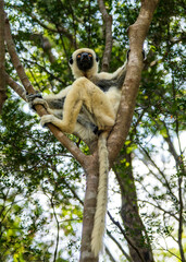 Von der Decken's sifaka, Propithecus deckenii, an endemic sifaka lemur in Madagascar, sitting on a branch observing