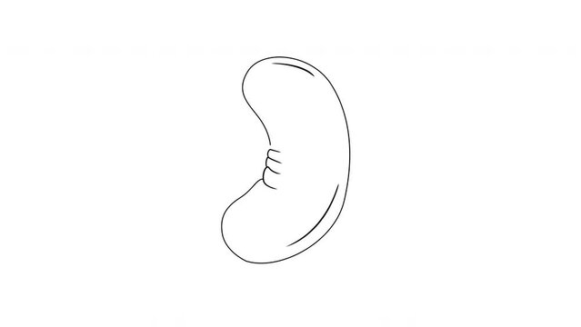 Animation forms a sketch of a cashew nut icon