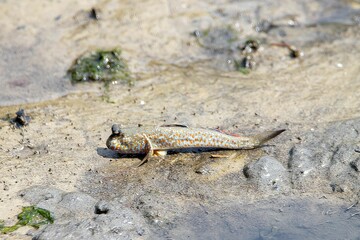 Gold spotted mudskipper, Periophthalmus chrysospilos