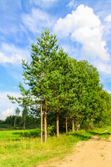 Fototapeta na wymiar Countryside landscape with green fields and blue sky in Latvia.