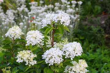 White Hydrangea beautiful flowers. Outdoor decor in a park.