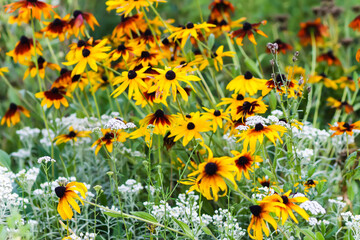Black-eyed Susan or Rudbeckia hirta yellow flowers.