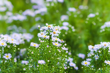 Alpine Aster. Aster alpinus garden perennial plants with purple flowers.