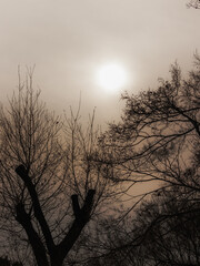 Obraz na płótnie Canvas silhouette of a tree in the fog