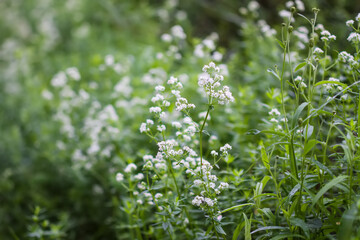 White wild flowers on the rural field.