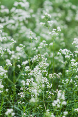 White wild flowers on the rural field.