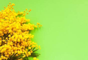 Yellow mimosa flowers. Springtime floral background.